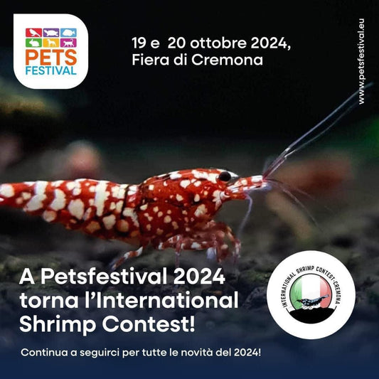 International Shrimp Contest - Italy is coming