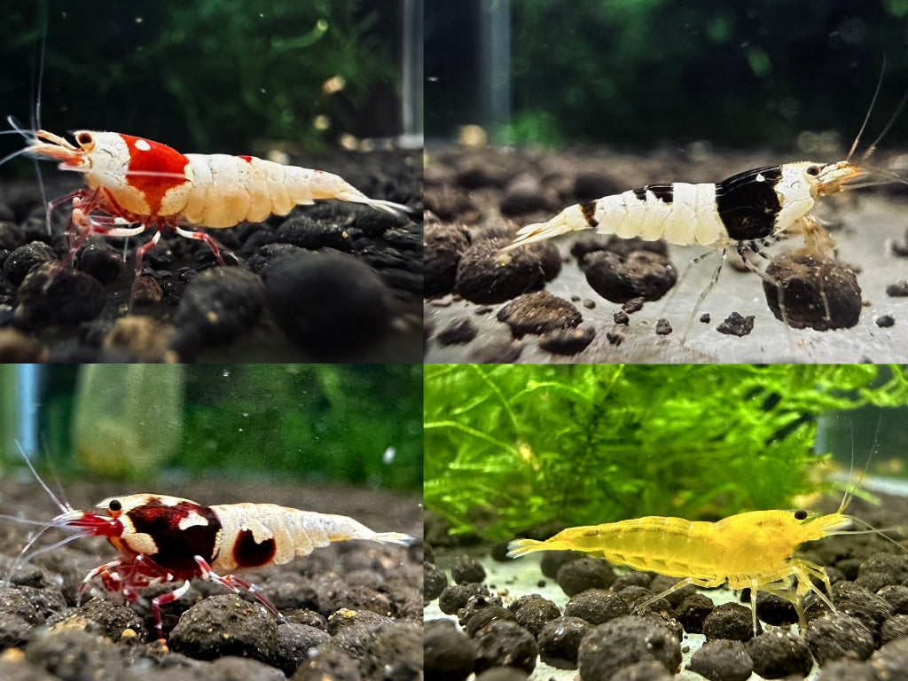 ASSORTED CARIDINA ( Special offer )