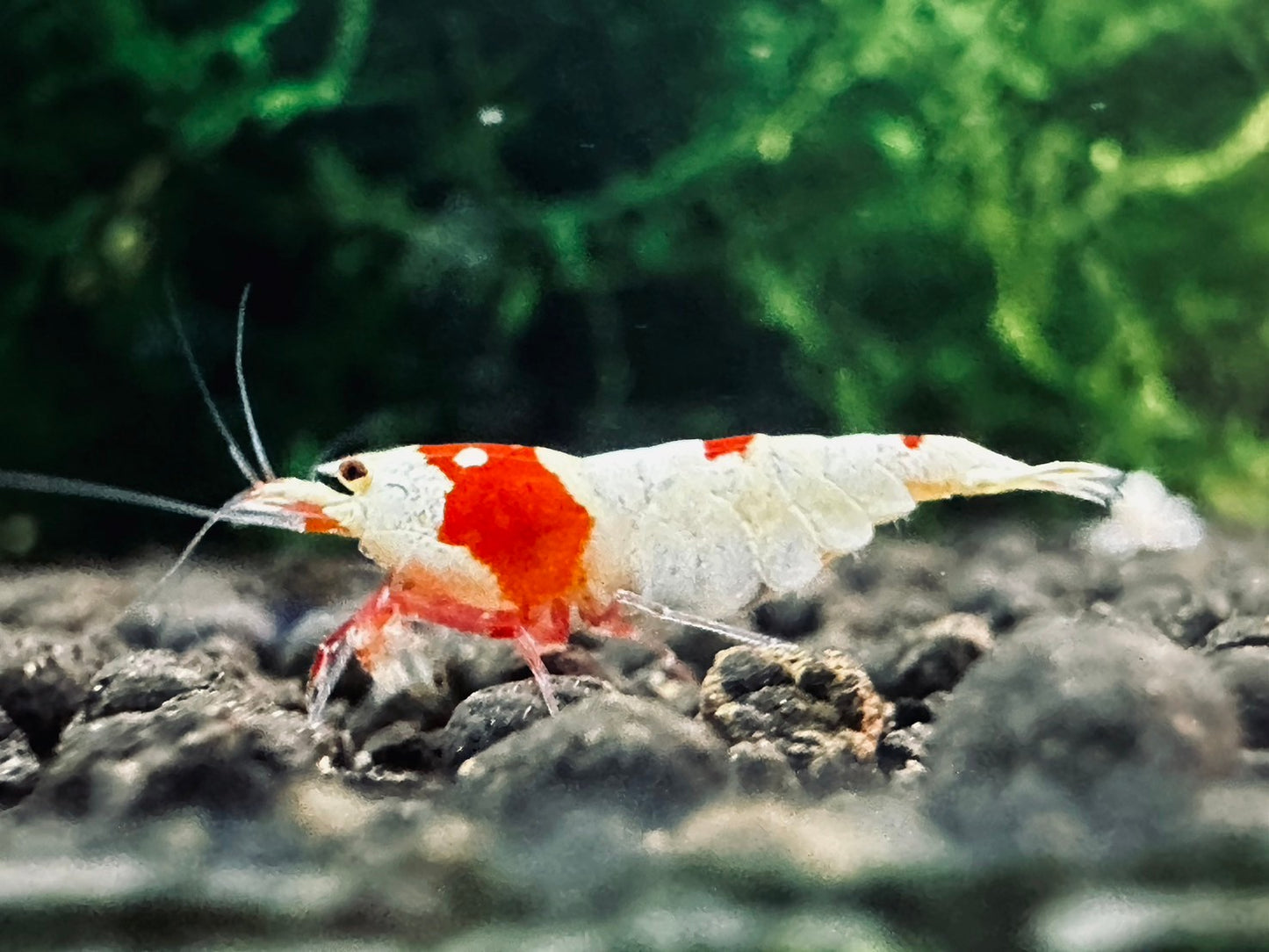 ASSORTED CARIDINA ( Special offer )
