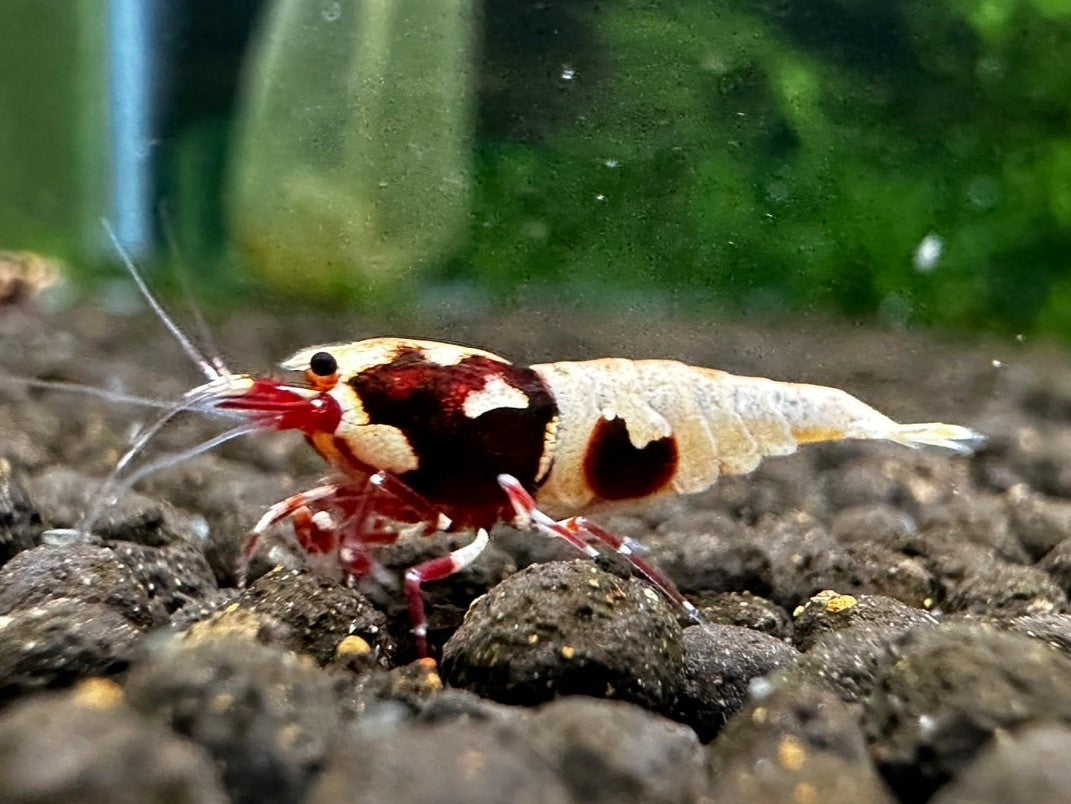ASSORTED CARIDINA ( Special offer )