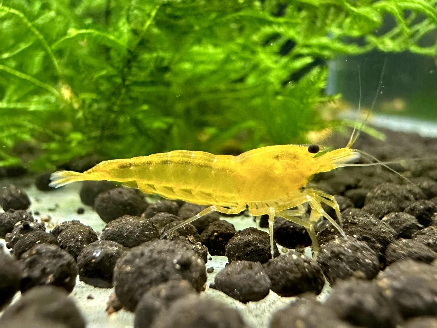 ASSORTED CARIDINA ( Special offer )