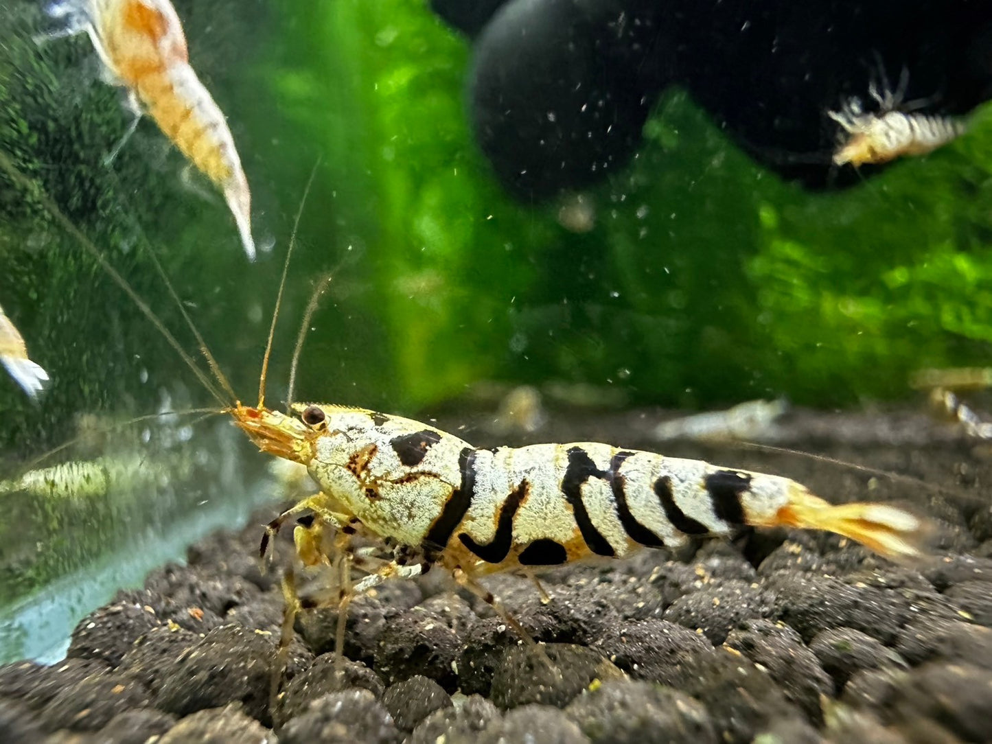 BLACK FANCY TIGER - A GRADE ( $19.99/1p )