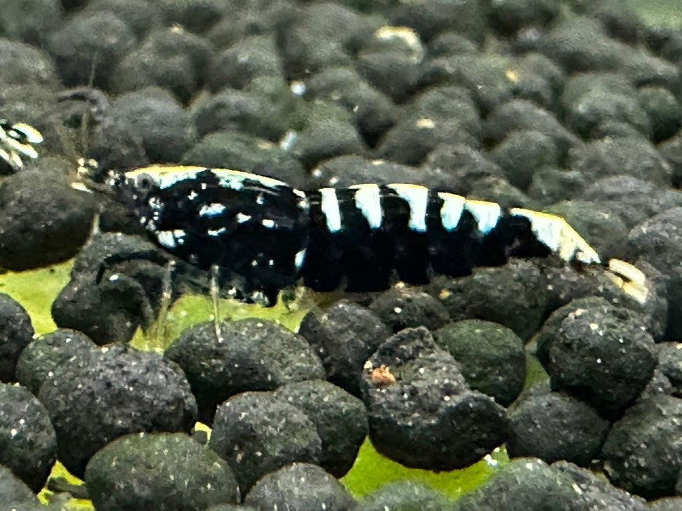 BLACK GALAXY FISHBONE - LOW GRADE ( $17.99/1p )
