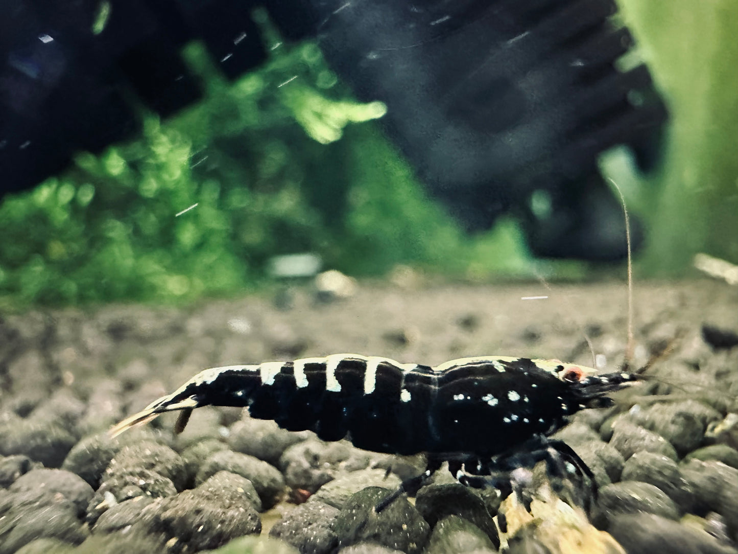BLACK GALAXY FISHBONE - LOW GRADE ( $17.99/1p )