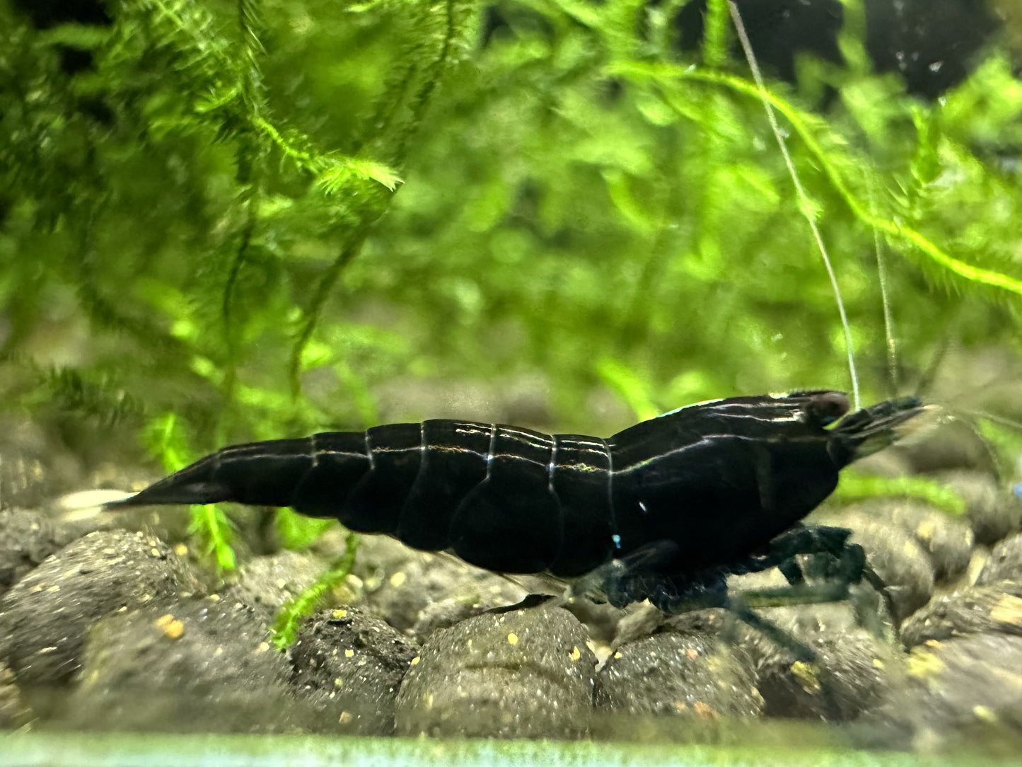 EXTREME BLACK KING KONG ( $17.99/1p )