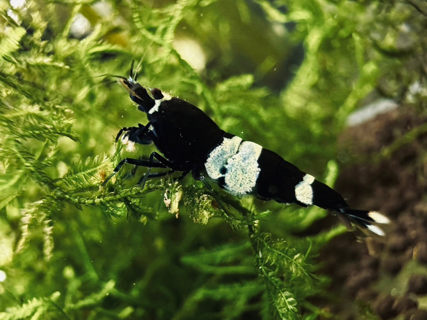 BLACK PANDA ( $9.99/1p )