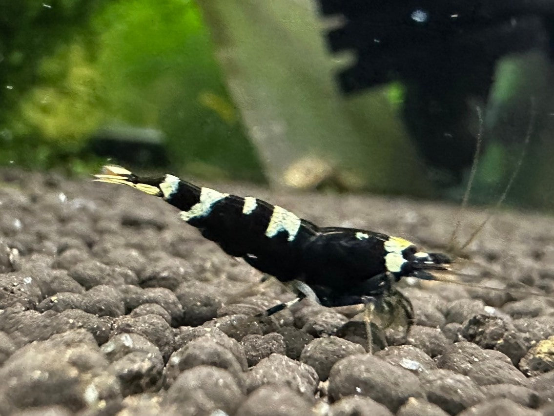 BLACK PINTO MIX ( $8.99/1p )