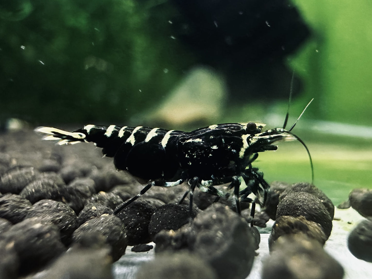 BLACK PINTO MIX ( $8.99/1p )