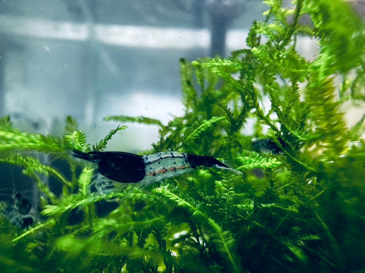 BLACK RILI ( $6.99/1p )
