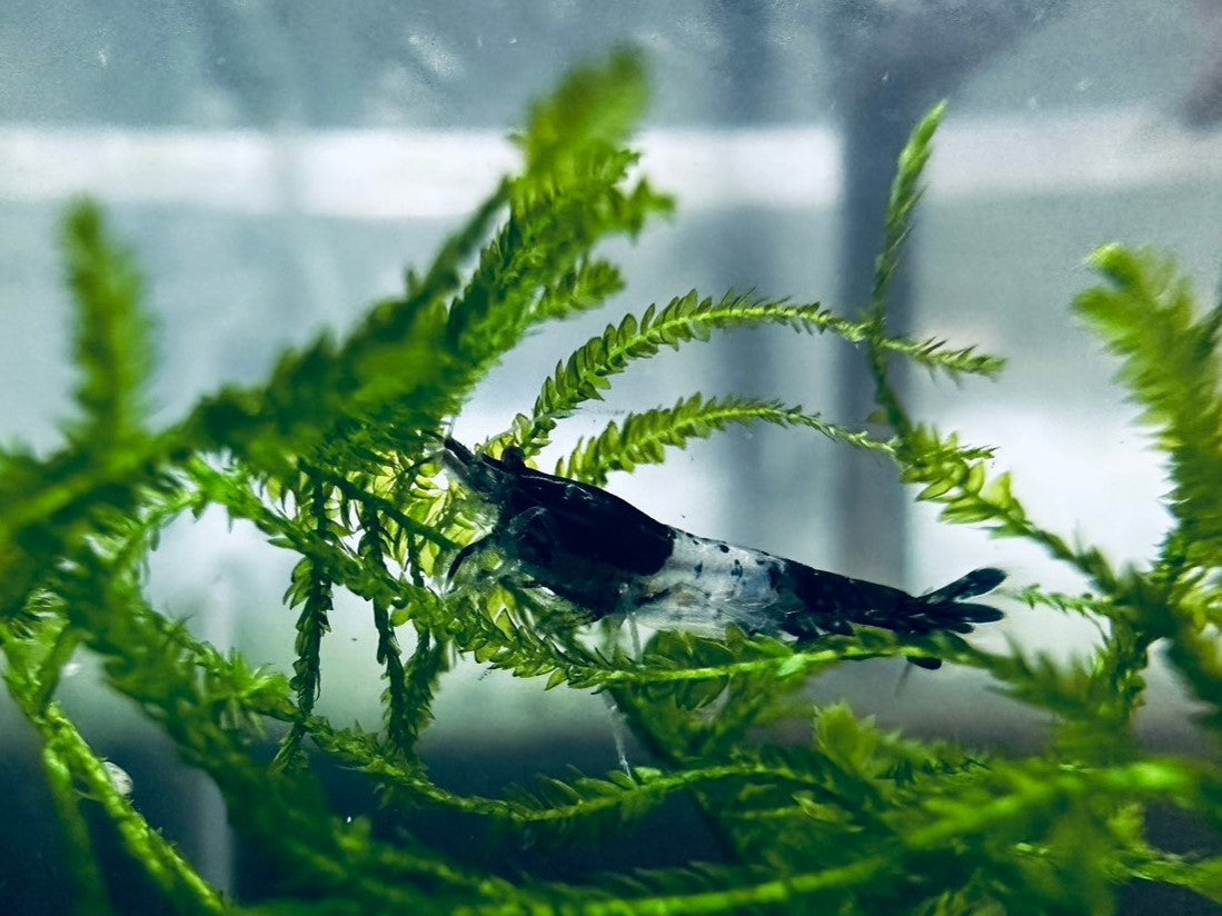 BLACK RILI ( $6.99/1p )