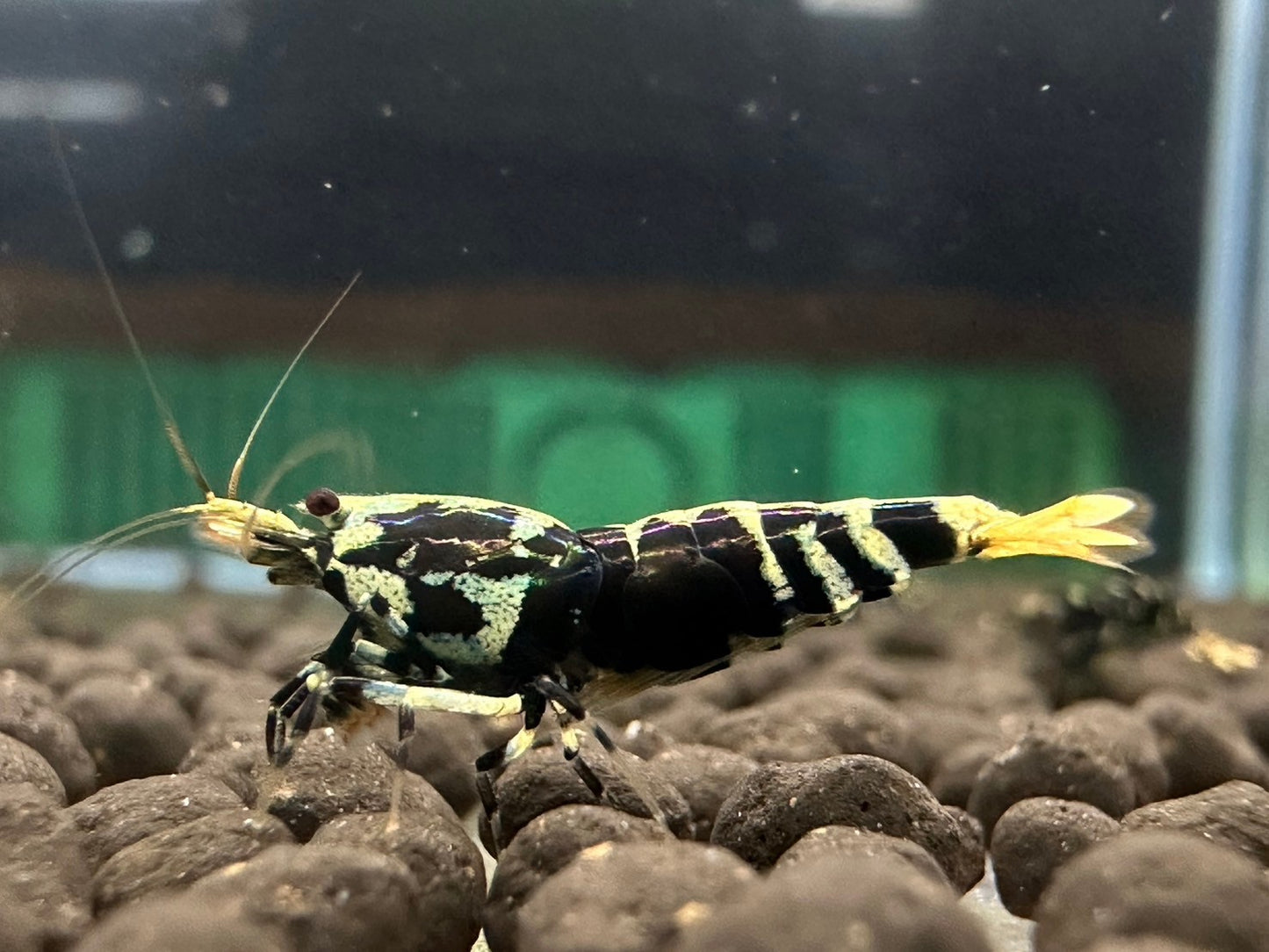 BLACK TIGER PINTO - LOW GRADE ( $29.99/1p )
