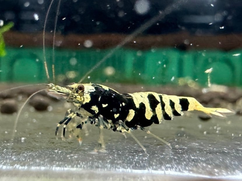 BLACK TIGER PINTO - LOW GRADE ( $29.99/1p )