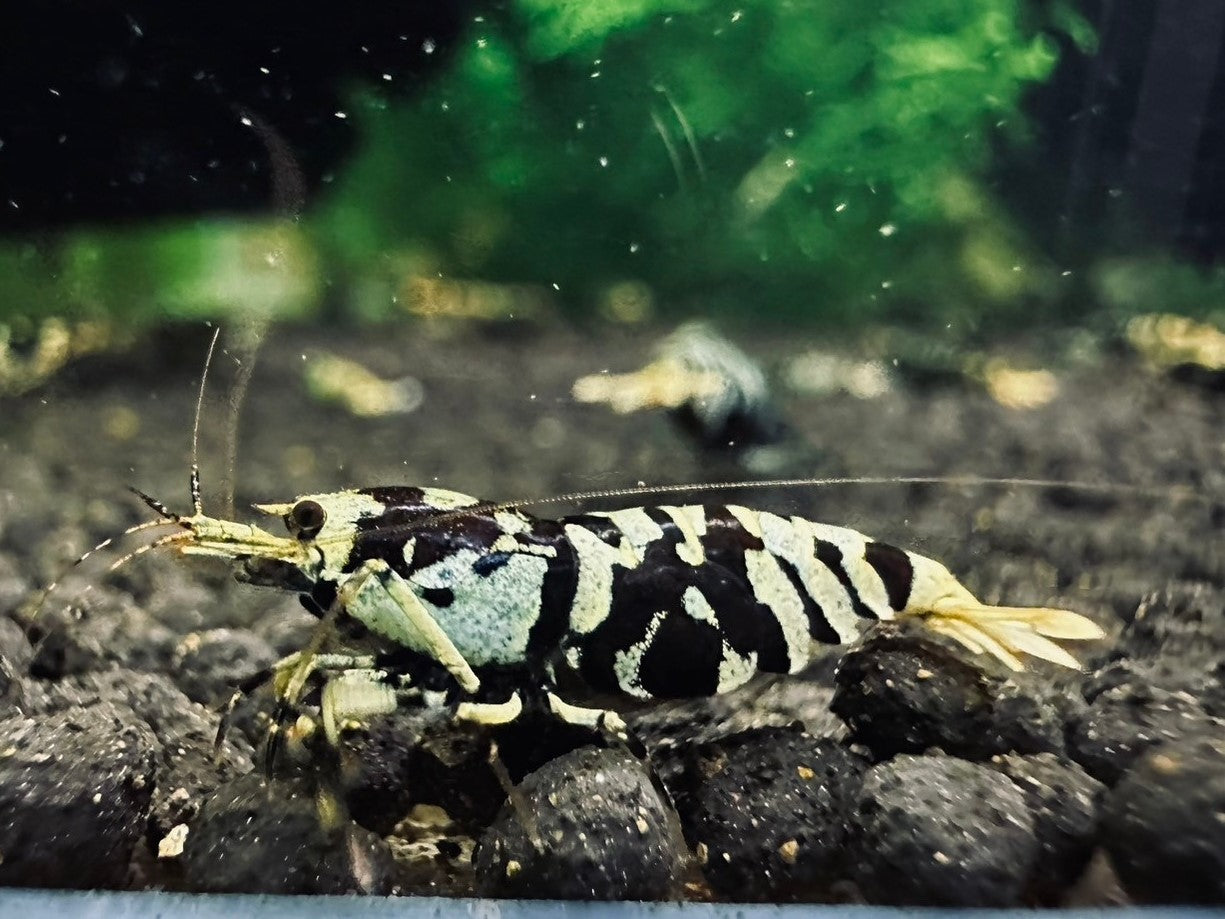 BLACK TIGER PINTO - MID GRADE ( $59.99/1p )