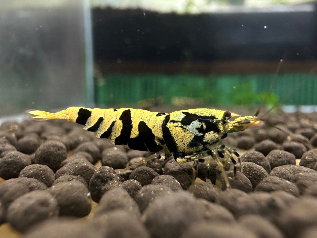BLACK TIGER PINTO - MID GRADE ( $59.99/1p )