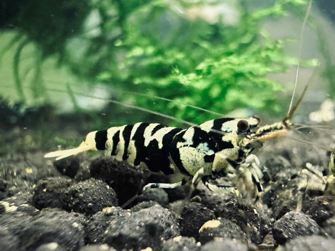 BLACK TIGER PINTO - MID GRADE ( $59.99/1p )