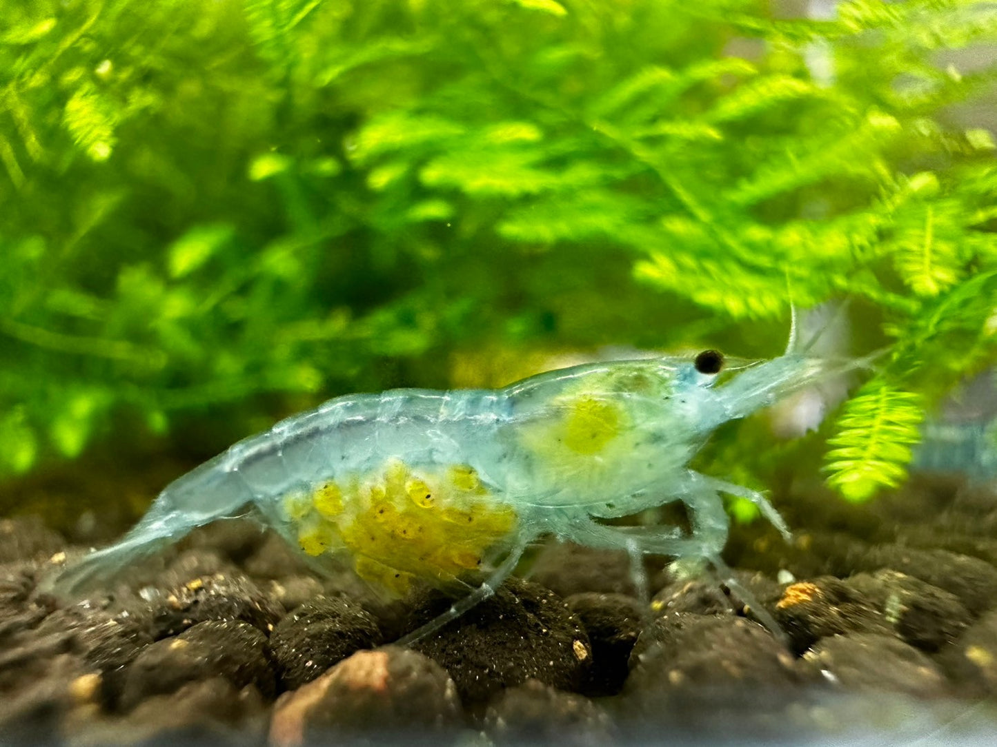 BLUE JELLY ( $4.99/1p )