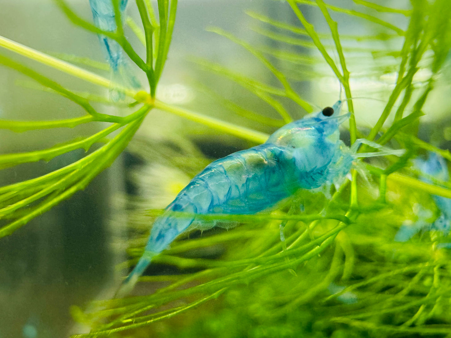 BLUE JELLY ( $4.99/1p )