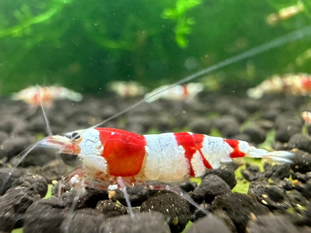 CRYSTAL RED A~S ( $6.99/1p )