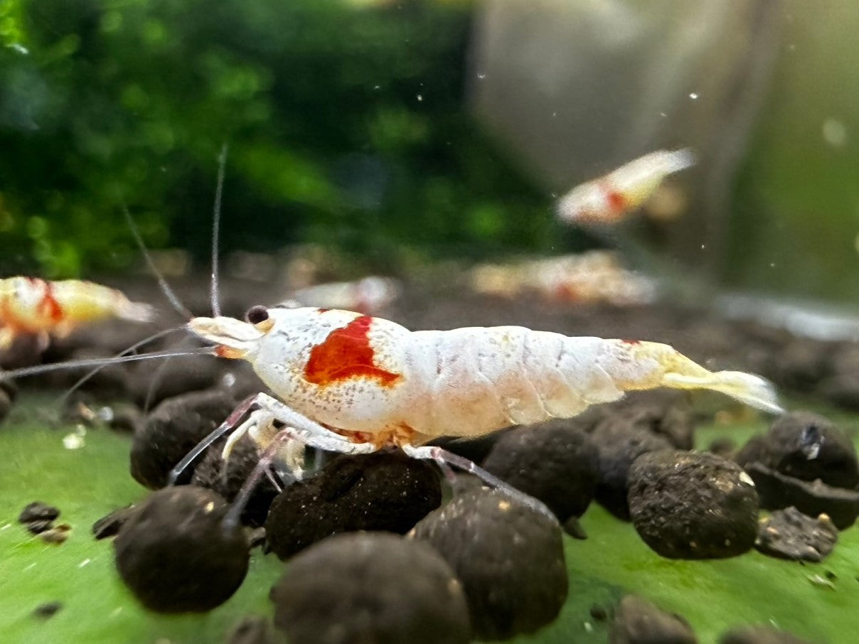 CRYSTAL RED MOSURA A~S ( $8.99/1p )
