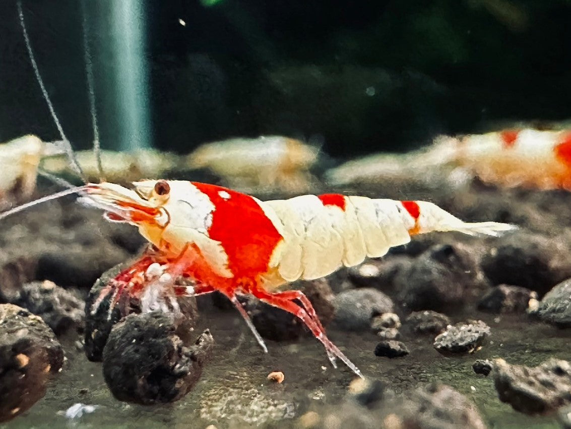 CRYSTAL RED S~SS ( $13.99/1p )