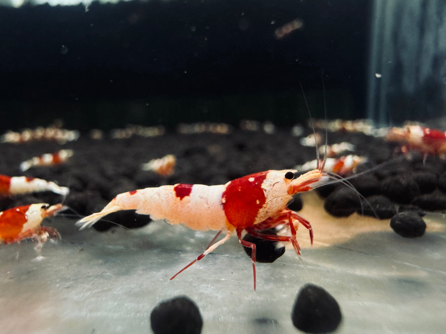 CRYSTAL RED S~SS ( $13.99/1p )