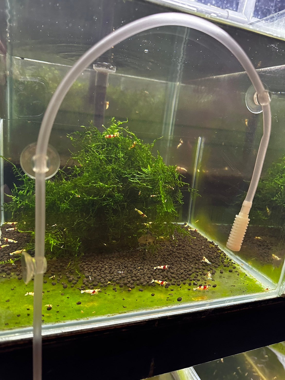 Drip acclimation kit (Free Gift / Not for sale)