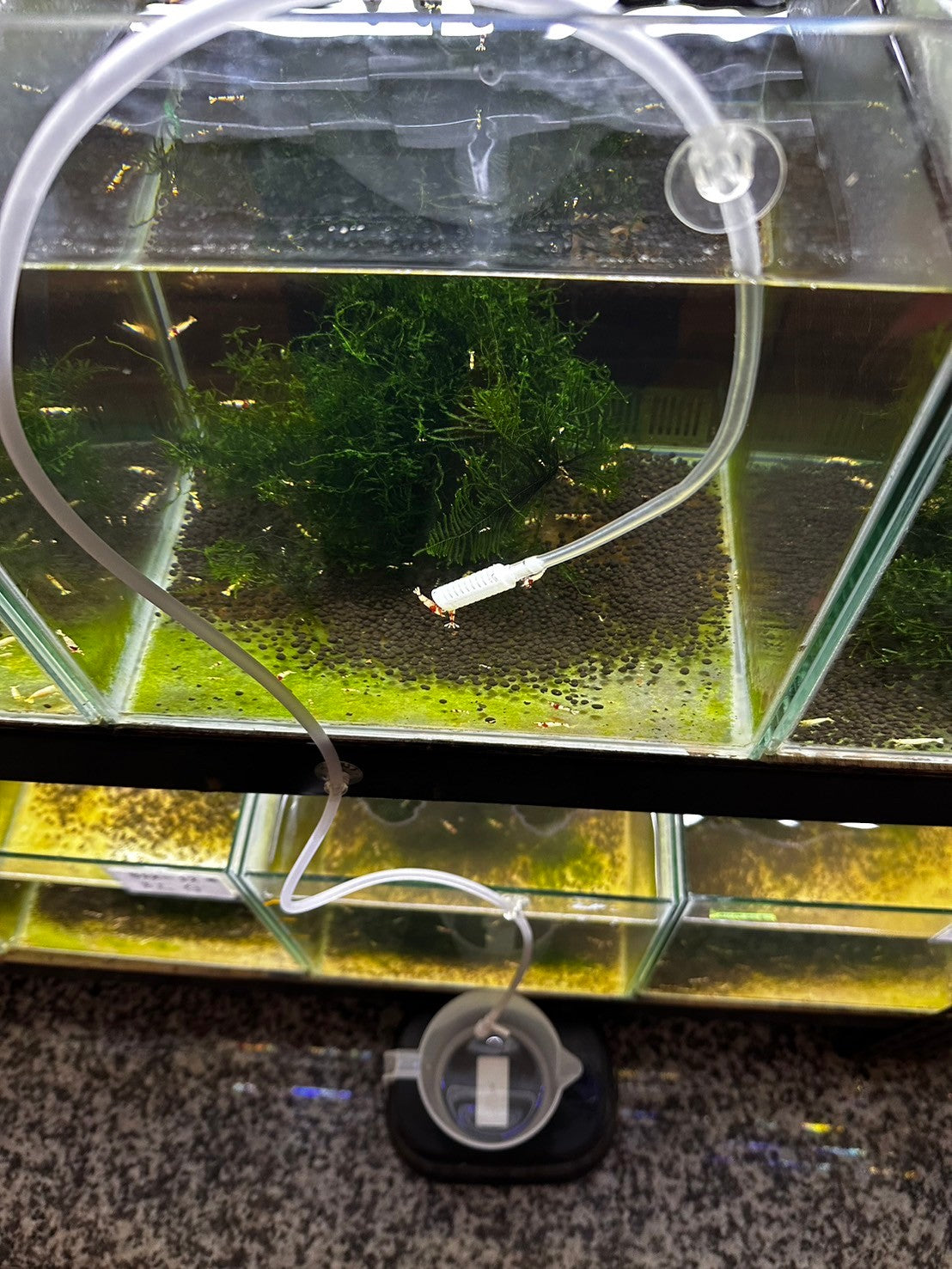 Drip acclimation kit (Free Gift / Not for sale)