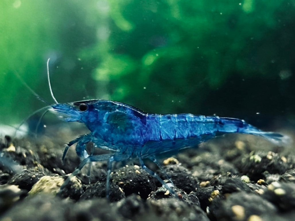 FANTASY BLUE VELVET ( $6.99/1p )