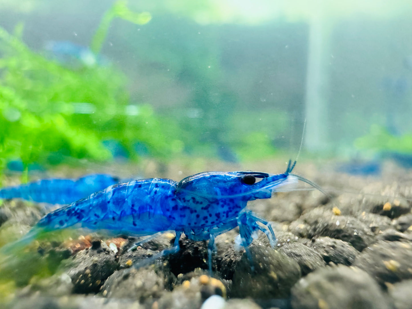 FANTASY BLUE VELVET ( $6.99/1p )