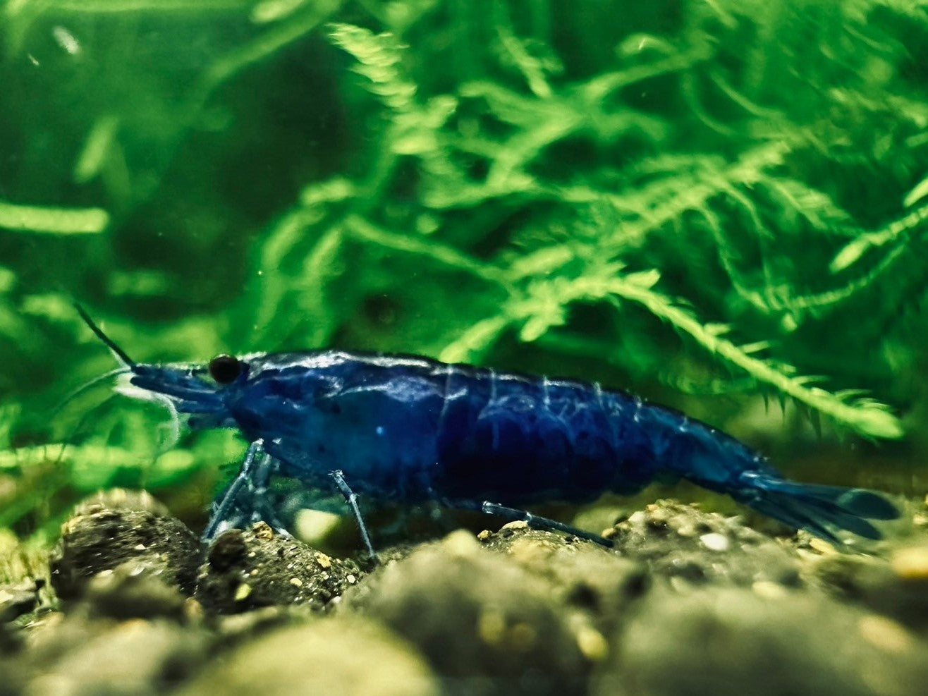 FANTASY BLUE VELVET ( $6.99/1p )