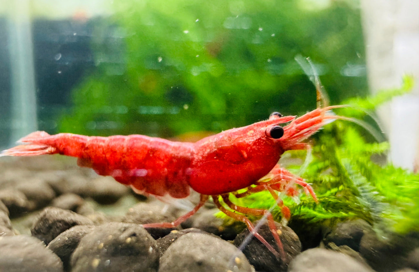 FIRE RED ( $5.99/1p )