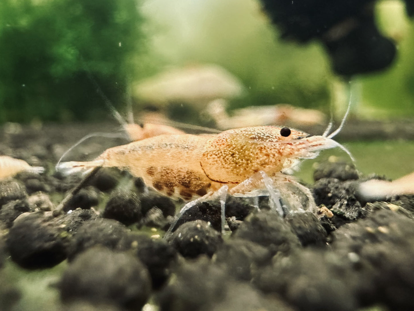 GOLDEN BEE ( $4.99/1p )