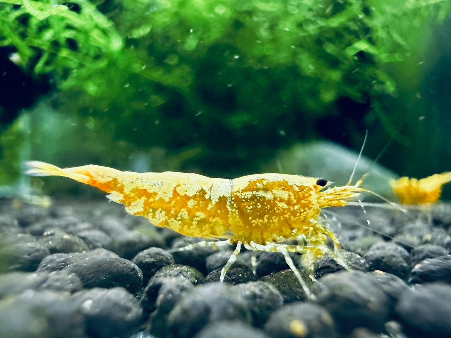 GOLDEN GALAXY FISHBONE ( $59.99/1p )