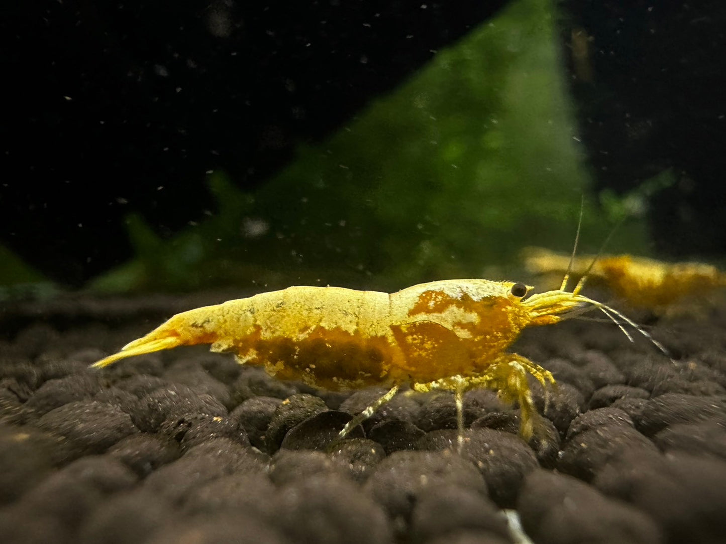 GOLDEN GALAXY FISHBONE ( $59.99/1p )