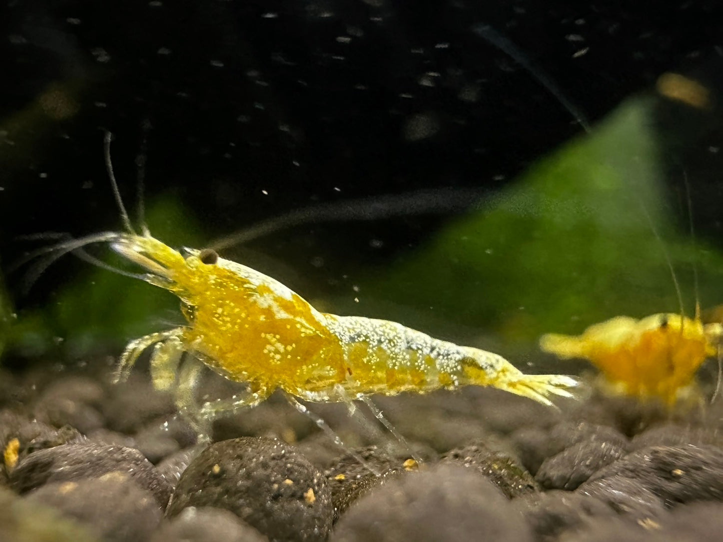 GOLDEN GALAXY FISHBONE ( $59.99/1p )