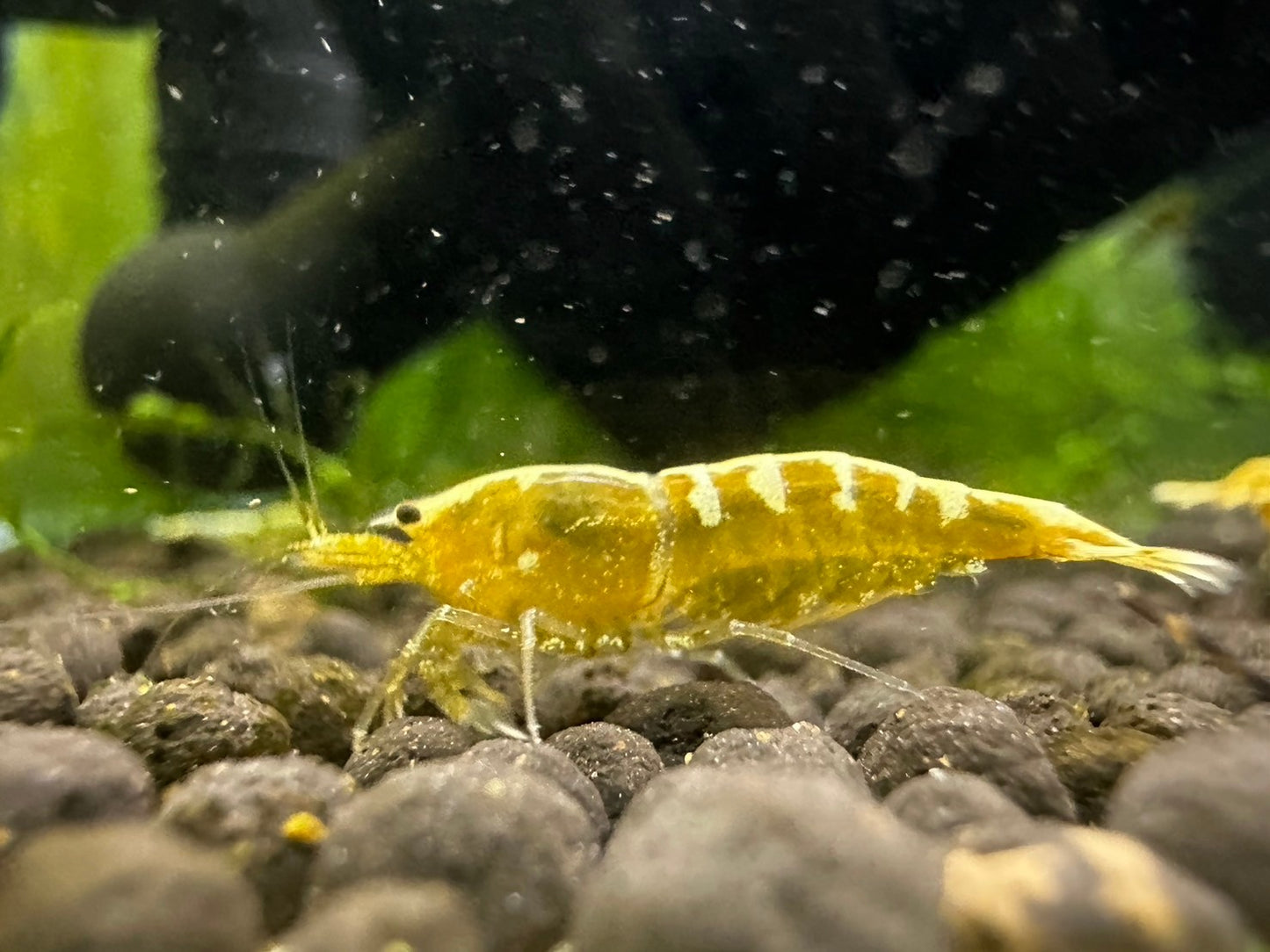 GOLDEN GALAXY FISHBONE ( $59.99/1p )