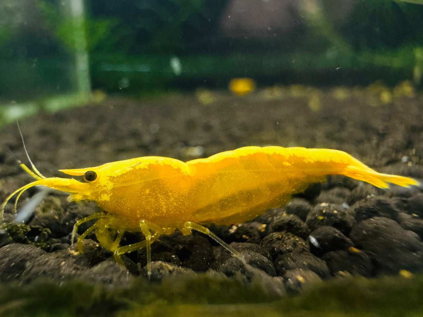 GOLDEN SHRIMP GOLDEN BACK ( $5.99/1p )