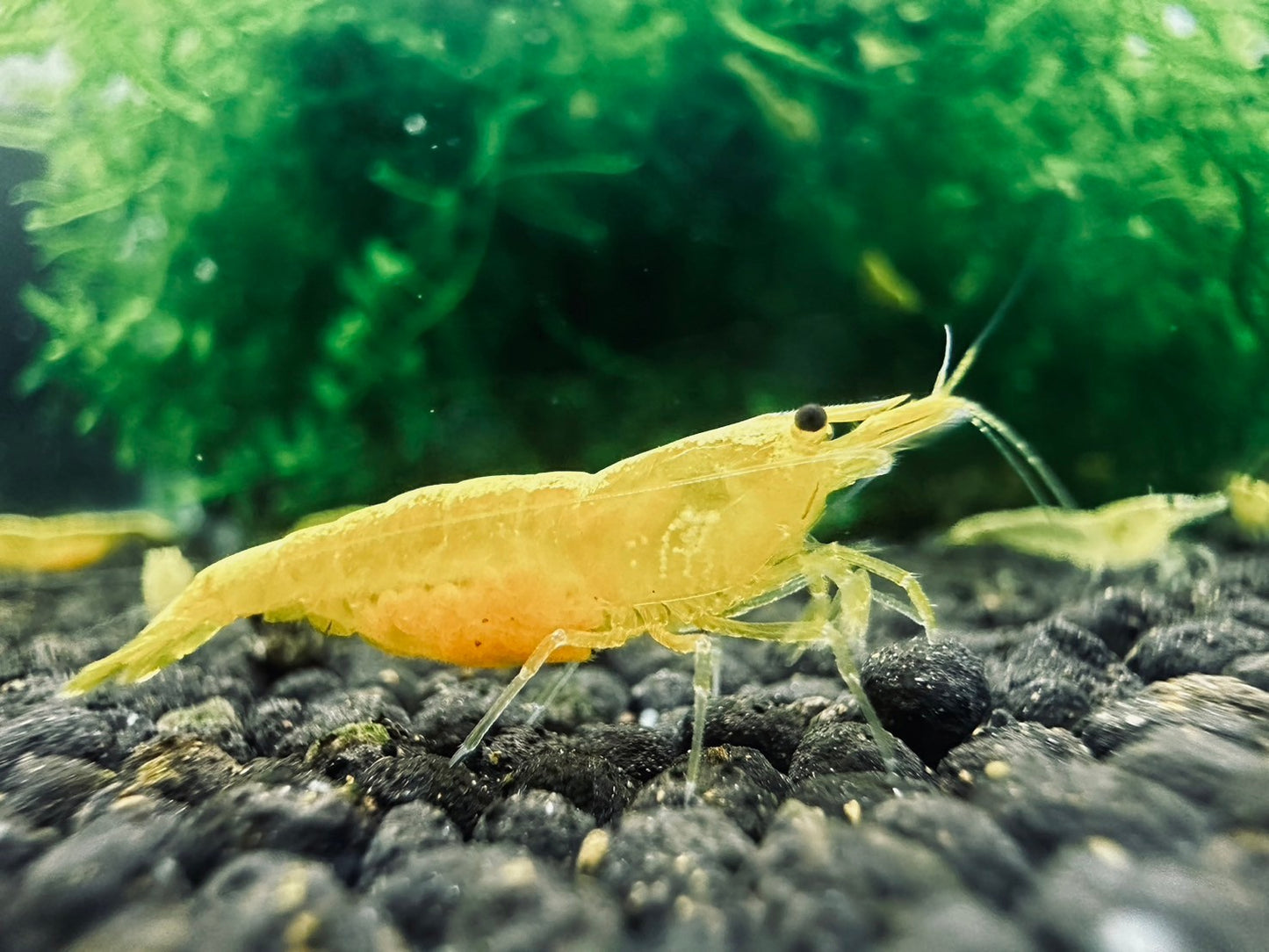 GOLDEN SHRIMP GOLDEN BACK ( $5.99/1p )