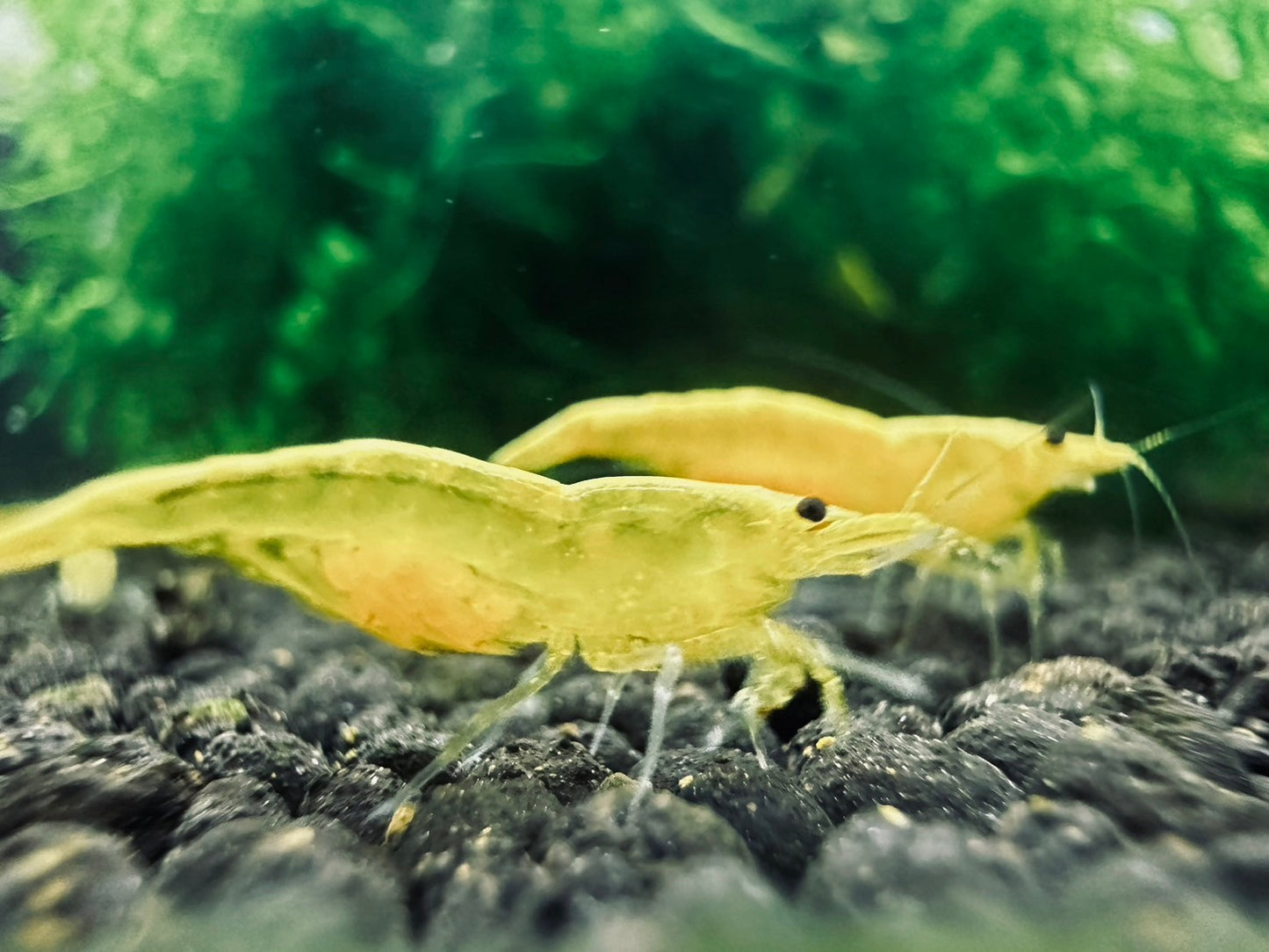 GOLDEN SHRIMP GOLDEN BACK ( $5.99/1p )