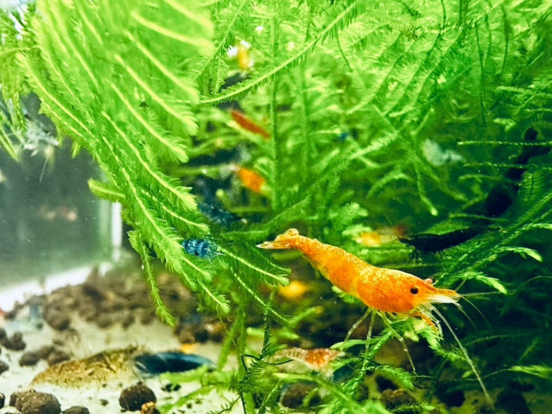 ASSORTED NEOCARIDINA SHRIMP ( Special offer )