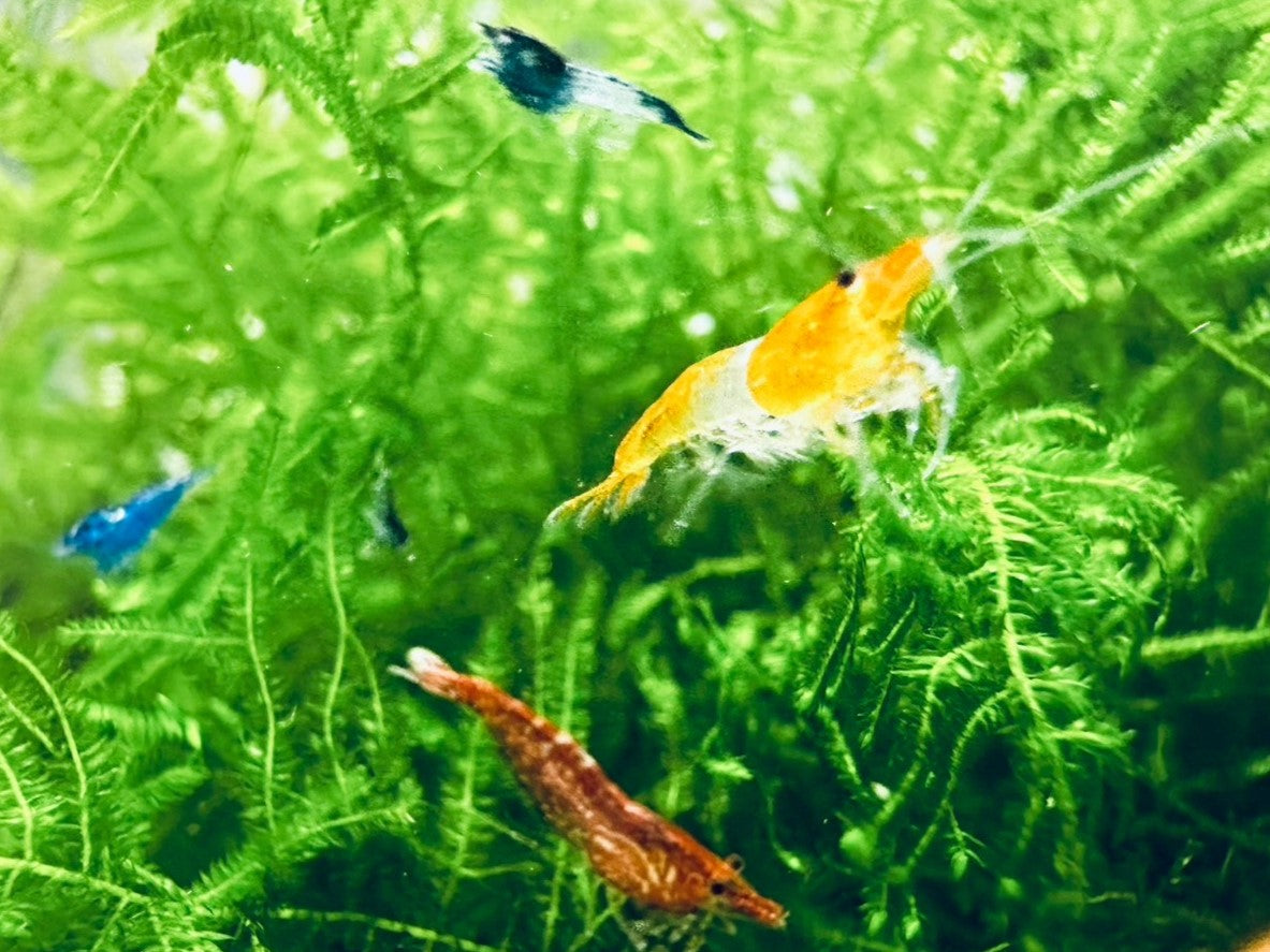 ASSORTED NEOCARIDINA SHRIMP ( Special offer )