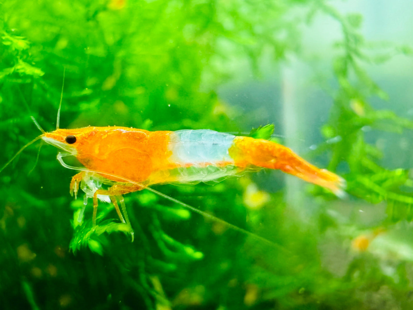 ORANGE RILI ( $4.99/1p )