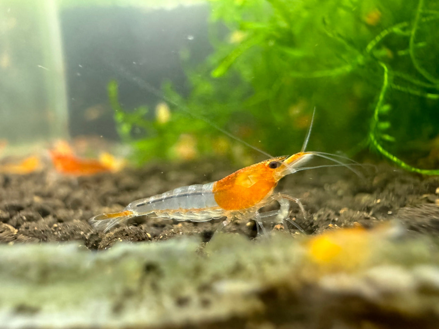 ORANGE RILI ( $4.99/1p )