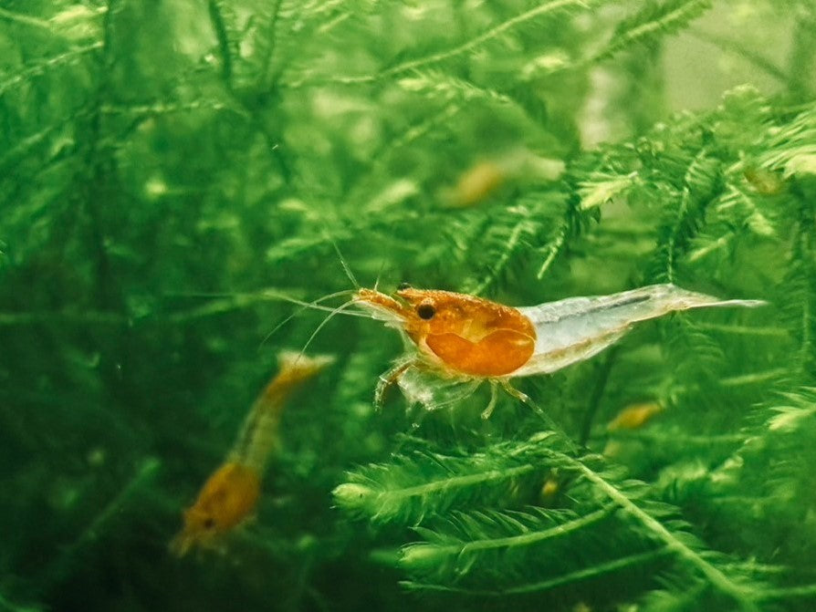 ORANGE RILI ( $4.99/1p )