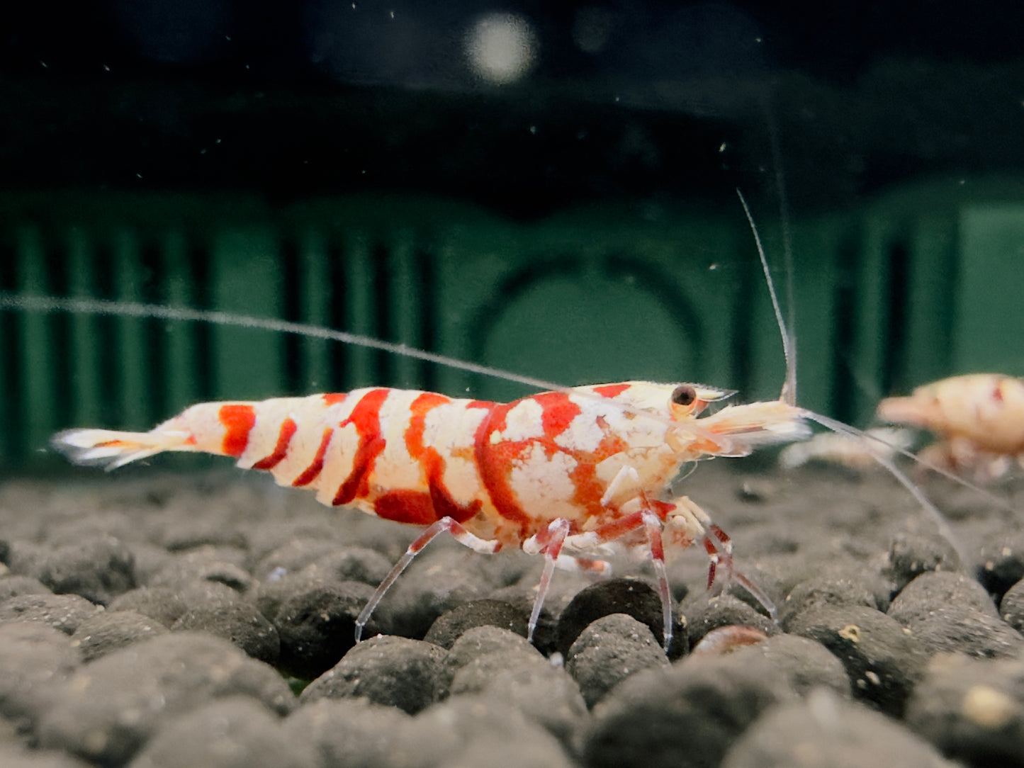 RED FANCY TIGER - A GRADE ($14.99/1p)