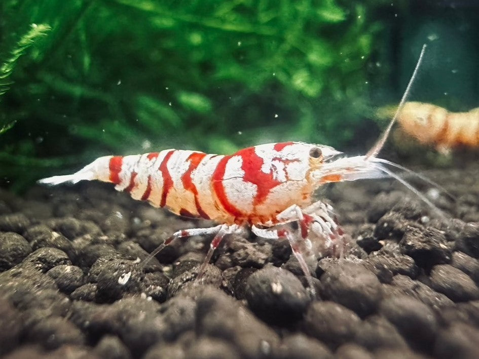 RED FANCY TIGER - A GRADE ($14.99/1p)