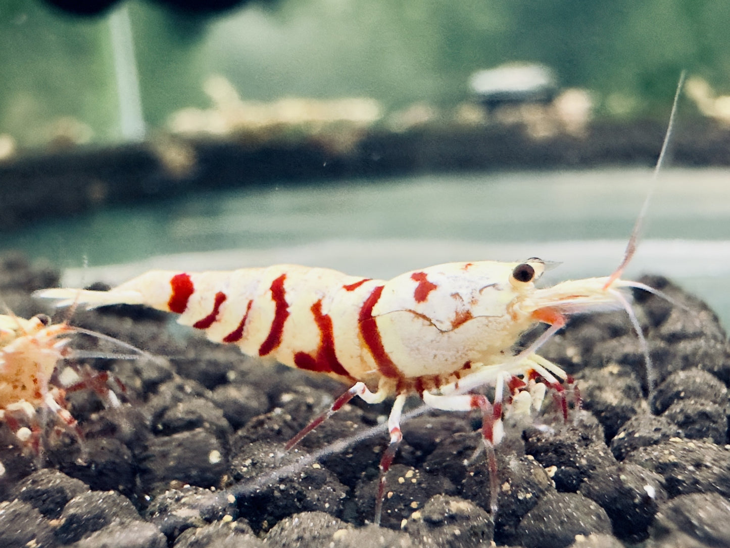 RED FANCY TIGER - S GRADE($29.99/1p)