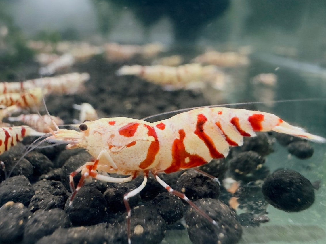 RED FANCY TIGER - S GRADE($29.99/1p)