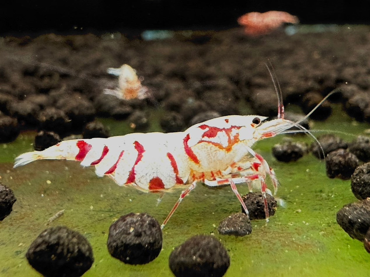 RED FANCY TIGER - S GRADE($29.99/1p)