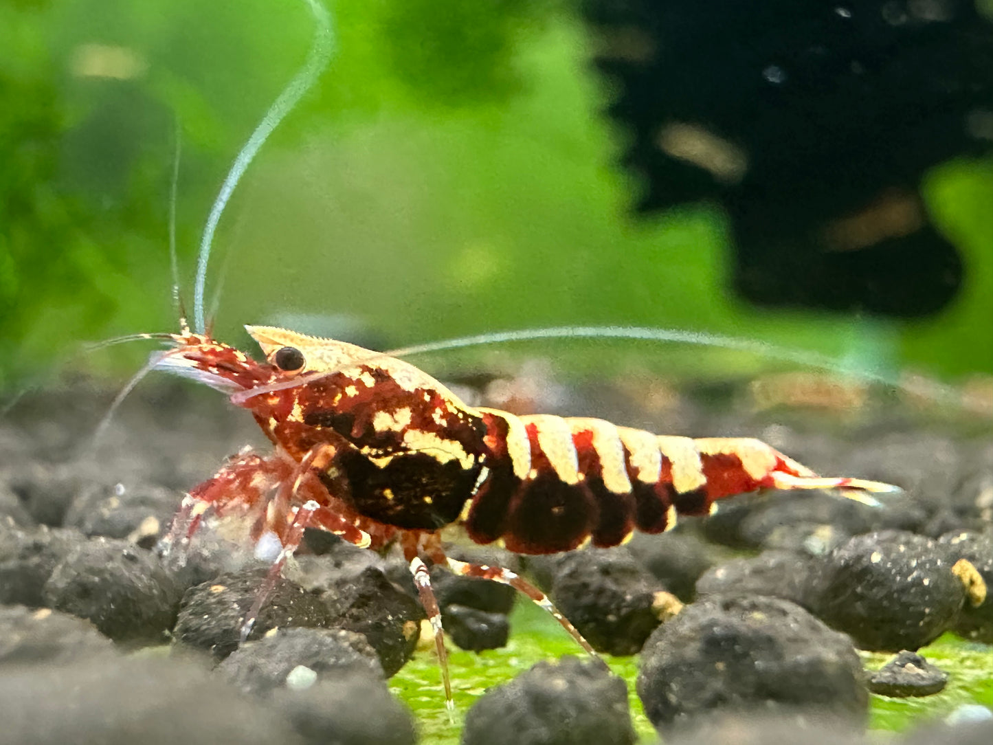 RED GALAXY FISHBONE - LOW GRADE ( $14.99/1p )
